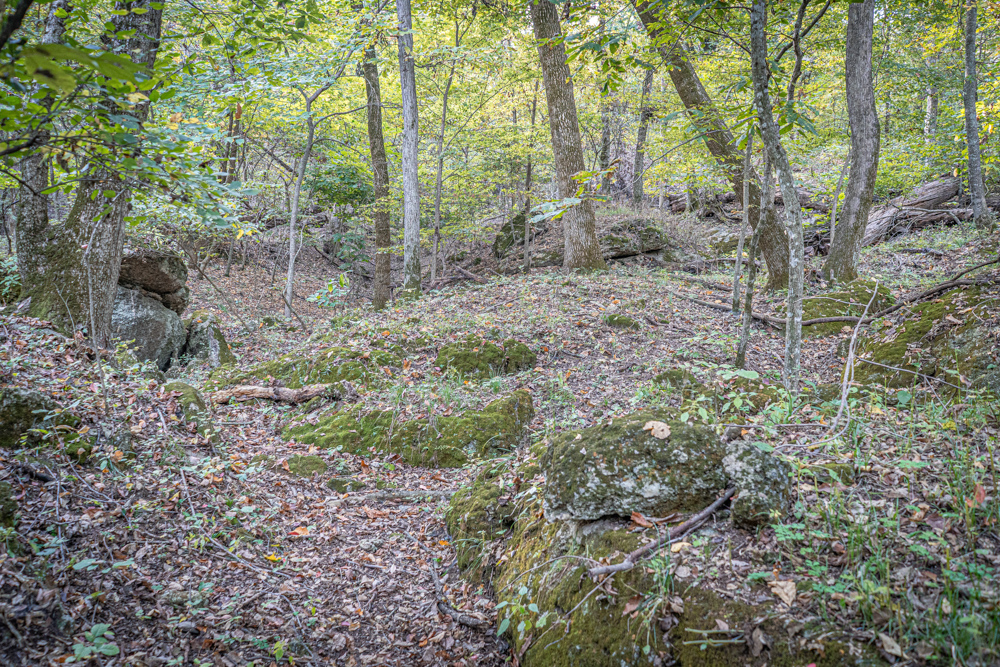 Big Bucks, Big Timber, and Big Income