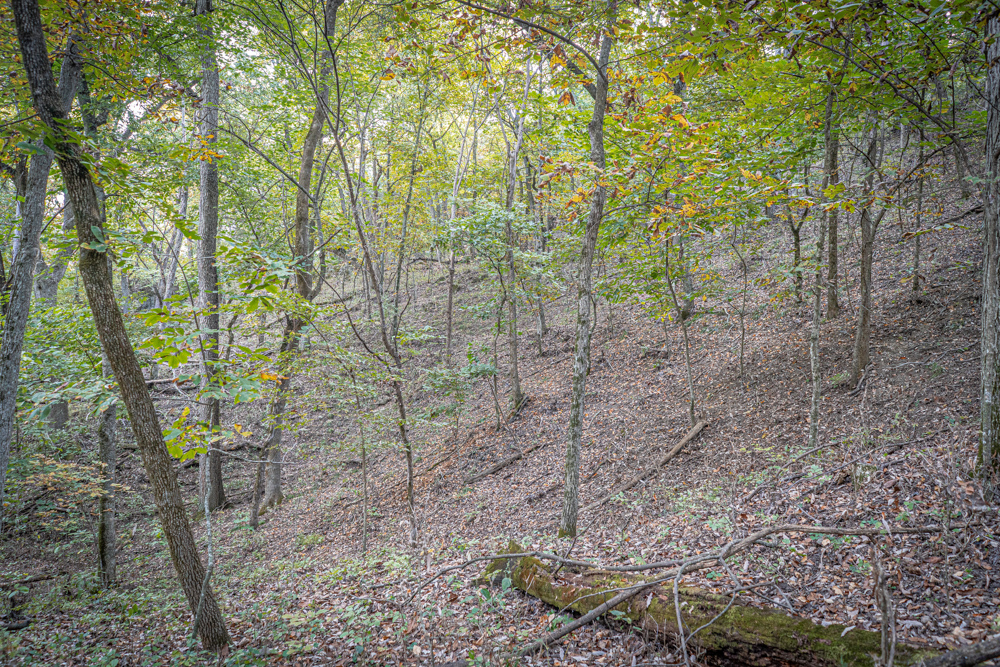 Big Bucks, Big Timber, and Big Income