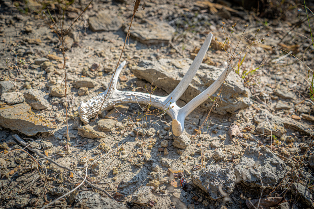 Big Bucks, Big Timber, and Big Income