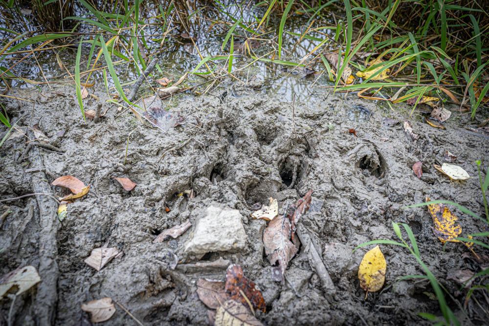 Big Bucks, Big Timber, and Big Income