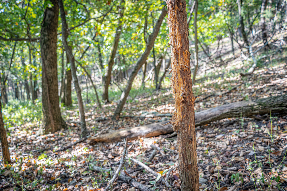 Big Bucks, Big Timber, and Big Income