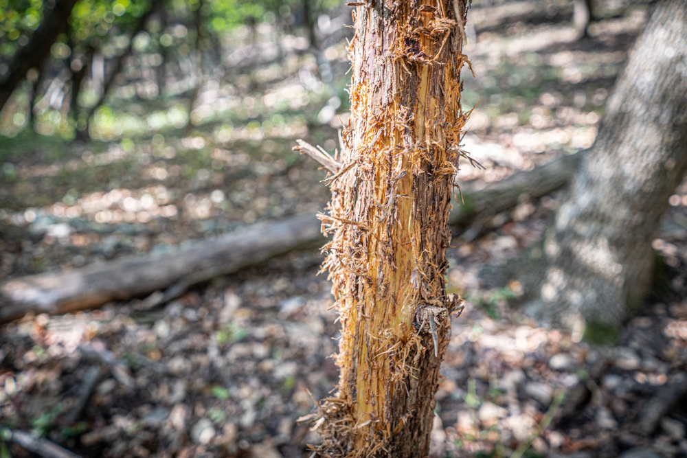 Big Bucks, Big Timber, and Big Income