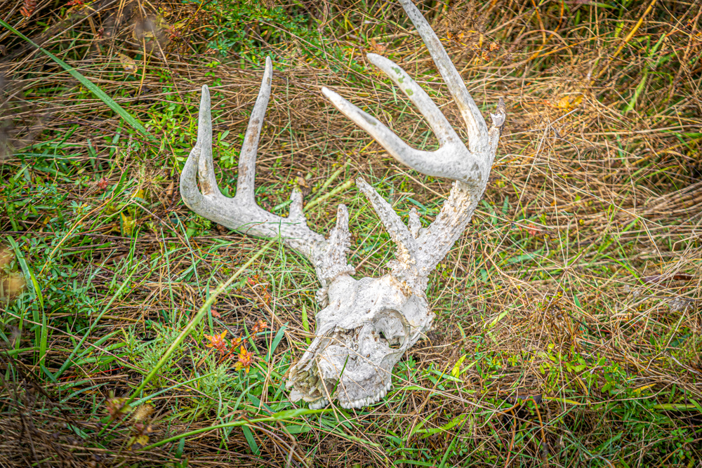 A Legacy of the Land - 316 Acres of Pride and Heritage