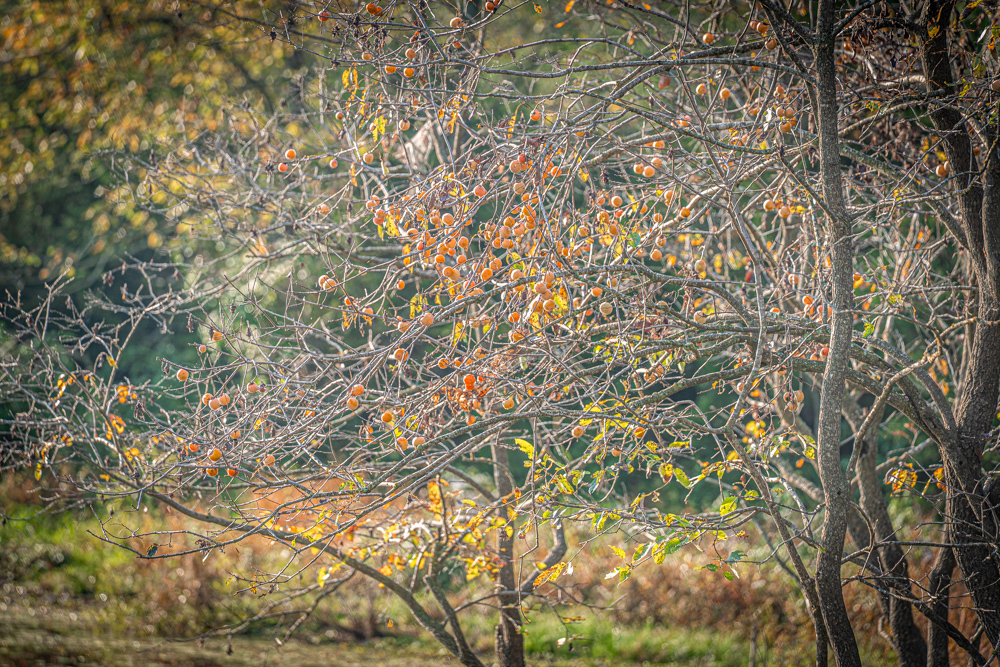 A Legacy of the Land - 316 Acres of Pride and Heritage