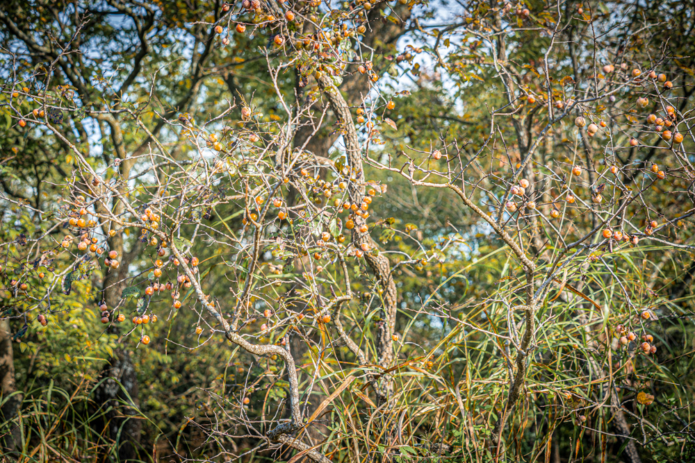 A Legacy of the Land - 316 Acres of Pride and Heritage