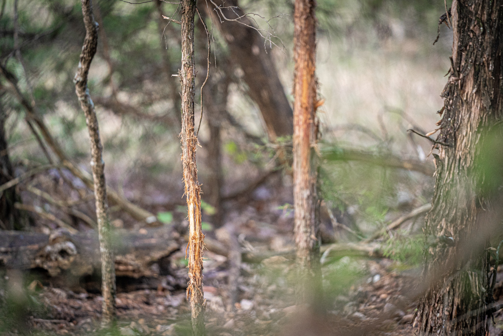 Big Bucks, Big Timber, and Big Income