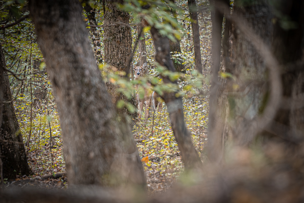 Big Bucks, Big Timber, and Big Income
