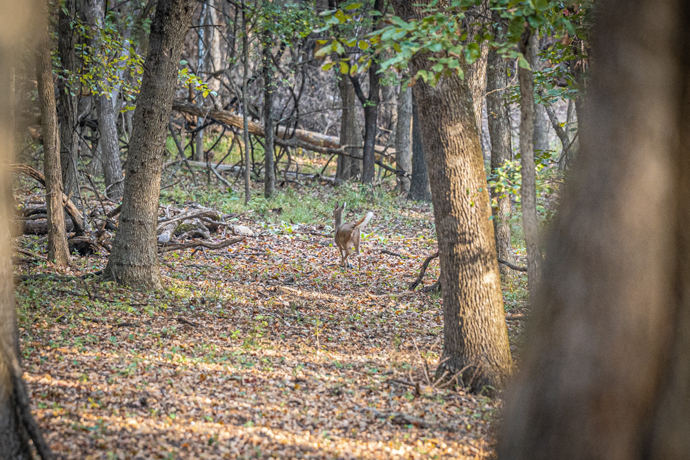 Big Bucks, Big Timber, and Big Income