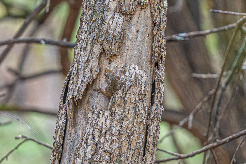 Big Bucks, Big Timber, and Big Income