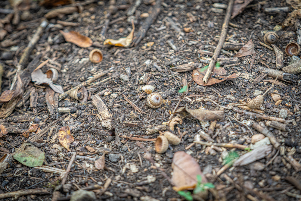 Big Bucks, Big Timber, and Big Income