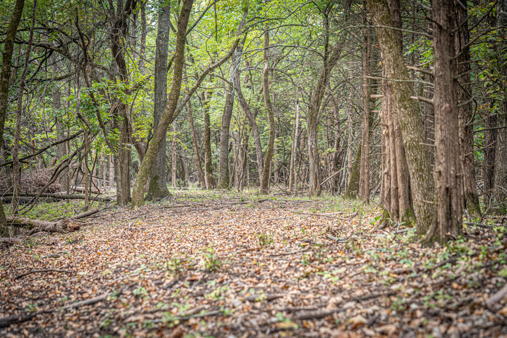 Big Bucks, Big Timber, and Big Income