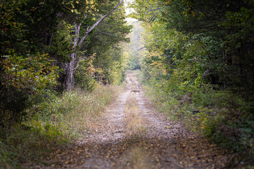 Big Bucks, Big Timber, and Big Income