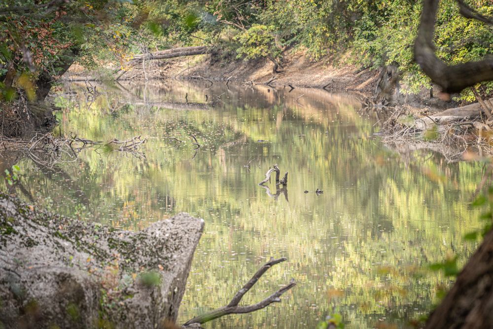 Big Bucks, Big Timber, and Big Income