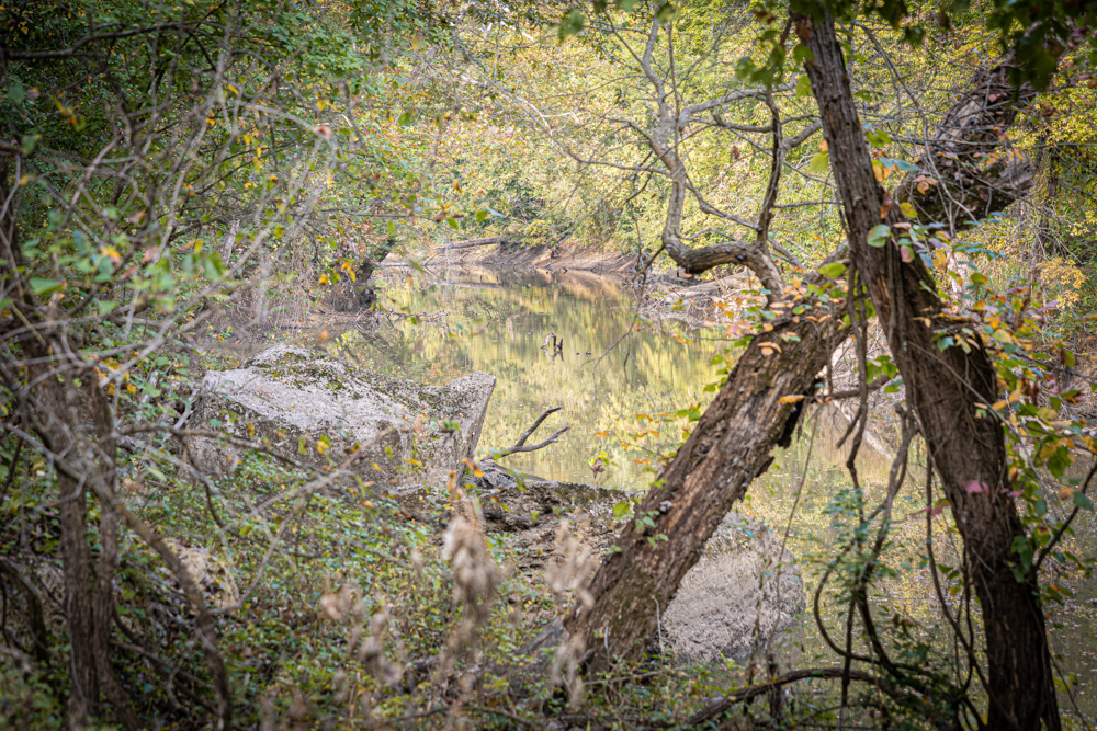 Big Bucks, Big Timber, and Big Income