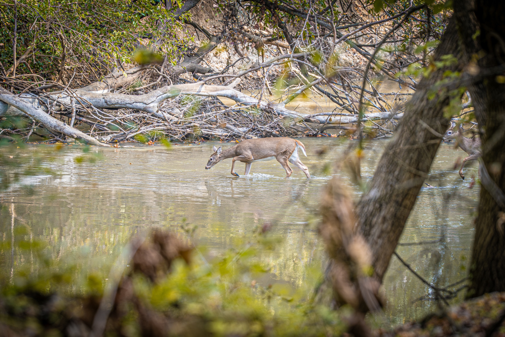 Big Bucks, Big Timber, and Big Income
