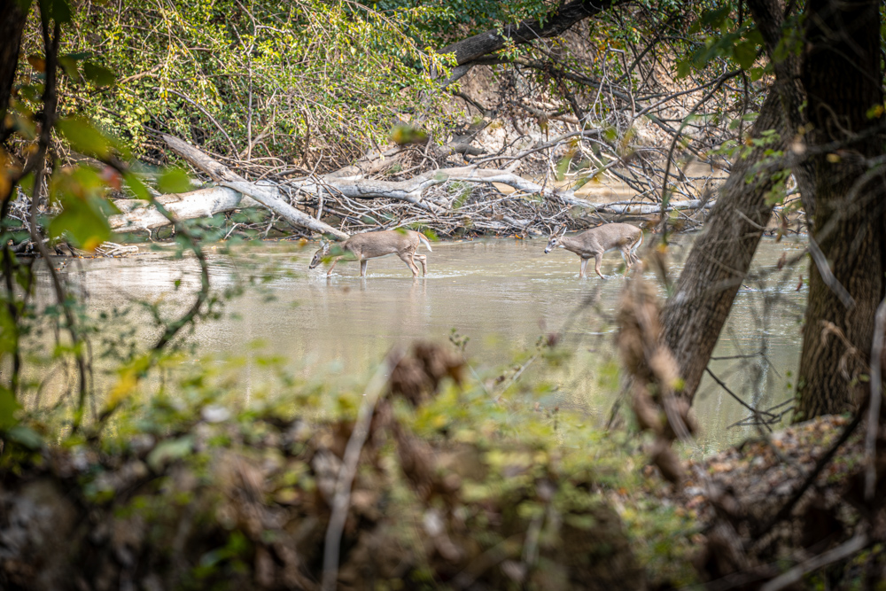 Big Bucks, Big Timber, and Big Income