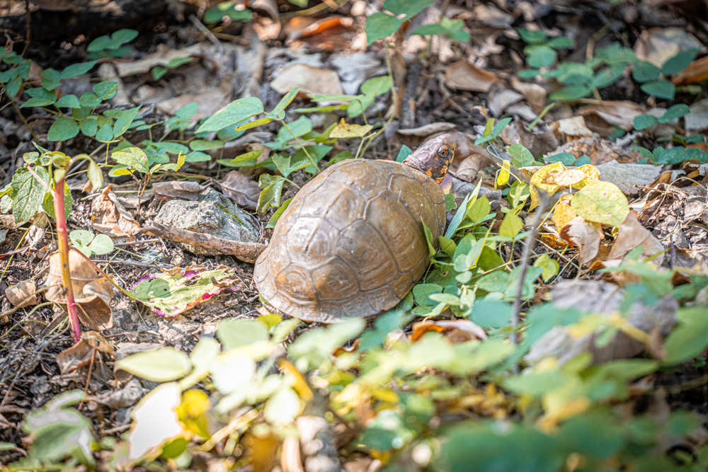 Big Bucks, Big Timber, and Big Income