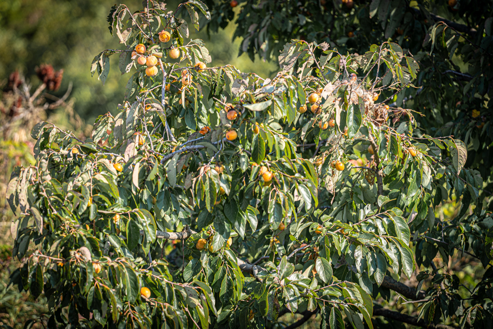 Big Bucks, Big Timber, and Big Income