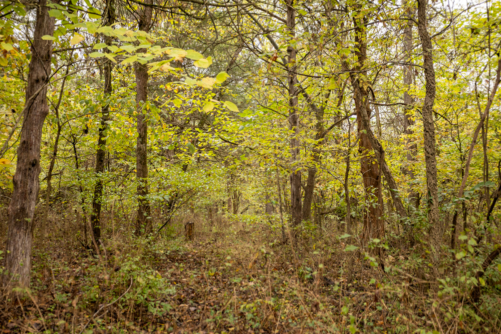 Recreational Property with Huge Potential Near Stockton Lake