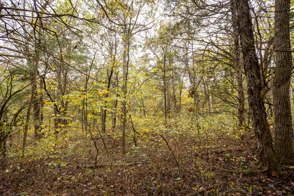 Recreational Property with Huge Potential Near Stockton Lake