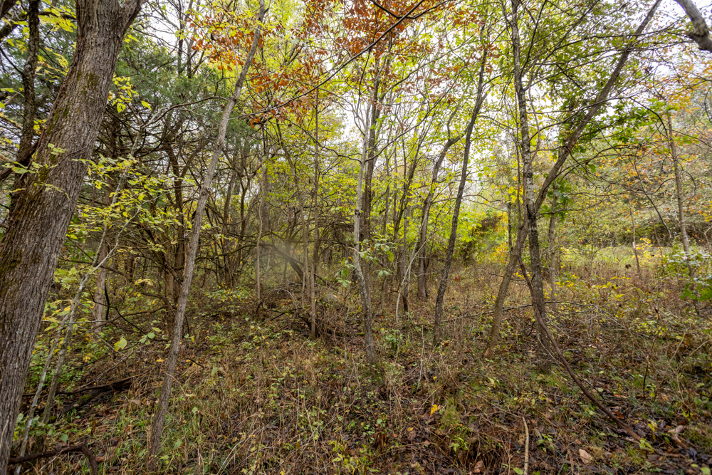 Recreational Property with Huge Potential Near Stockton Lake