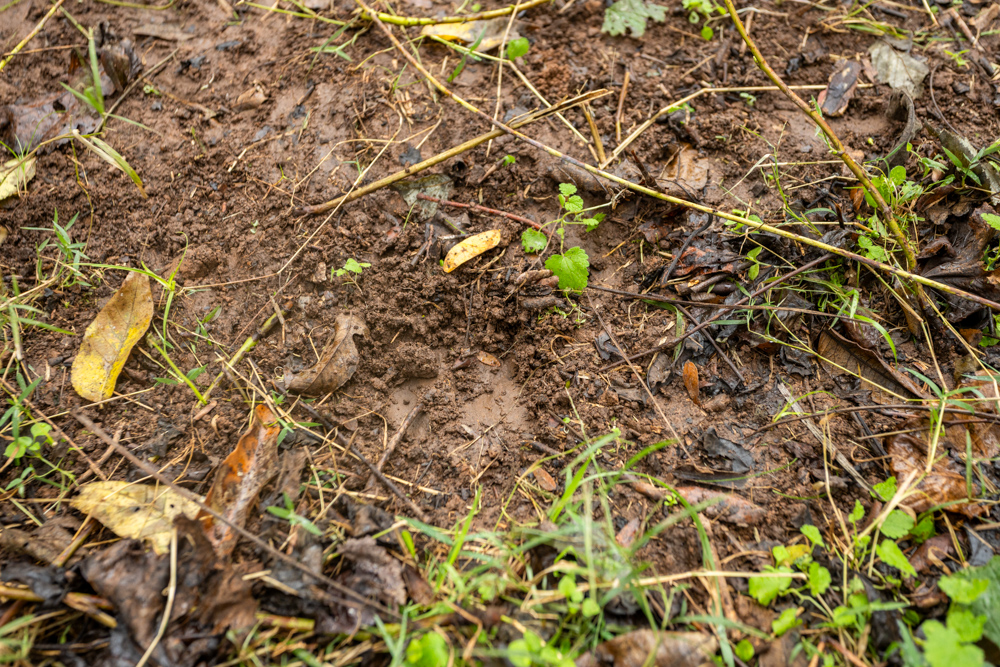 Recreational Property with Huge Potential Near Stockton Lake