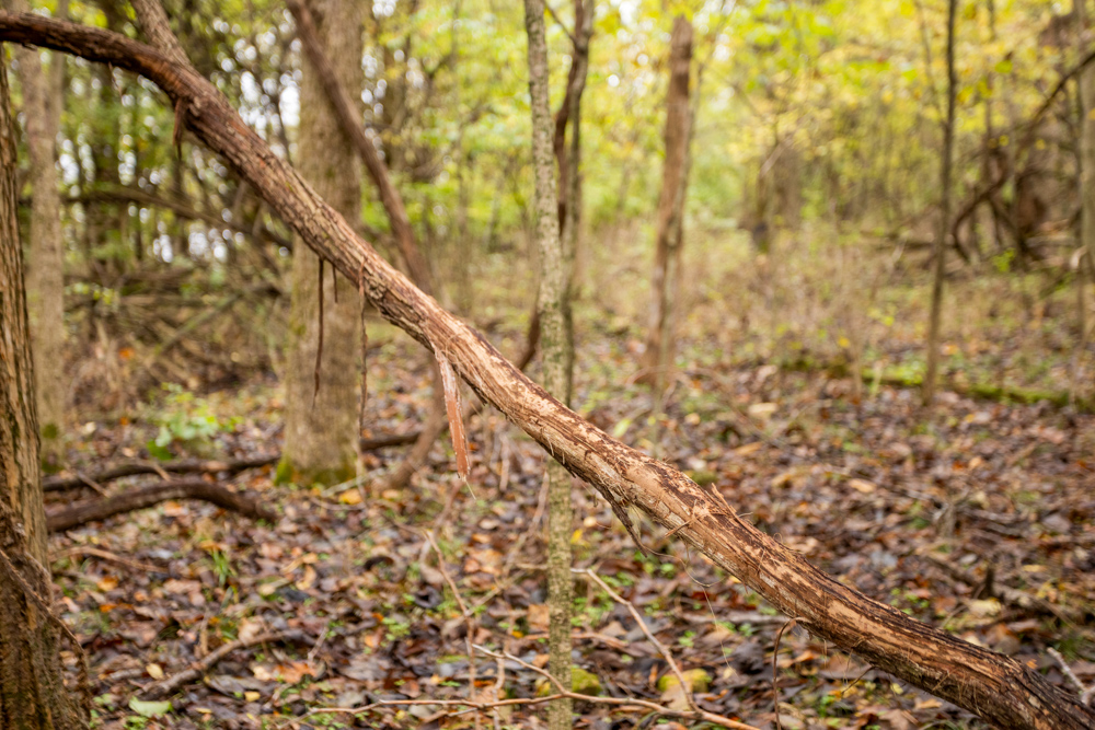 Recreational Property with Huge Potential Near Stockton Lake