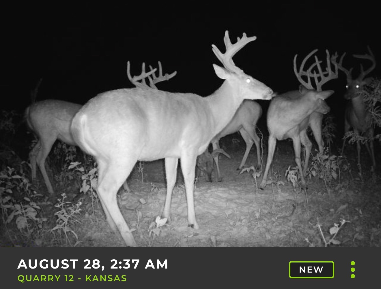 Big Bucks, Big Timber, and Big Income