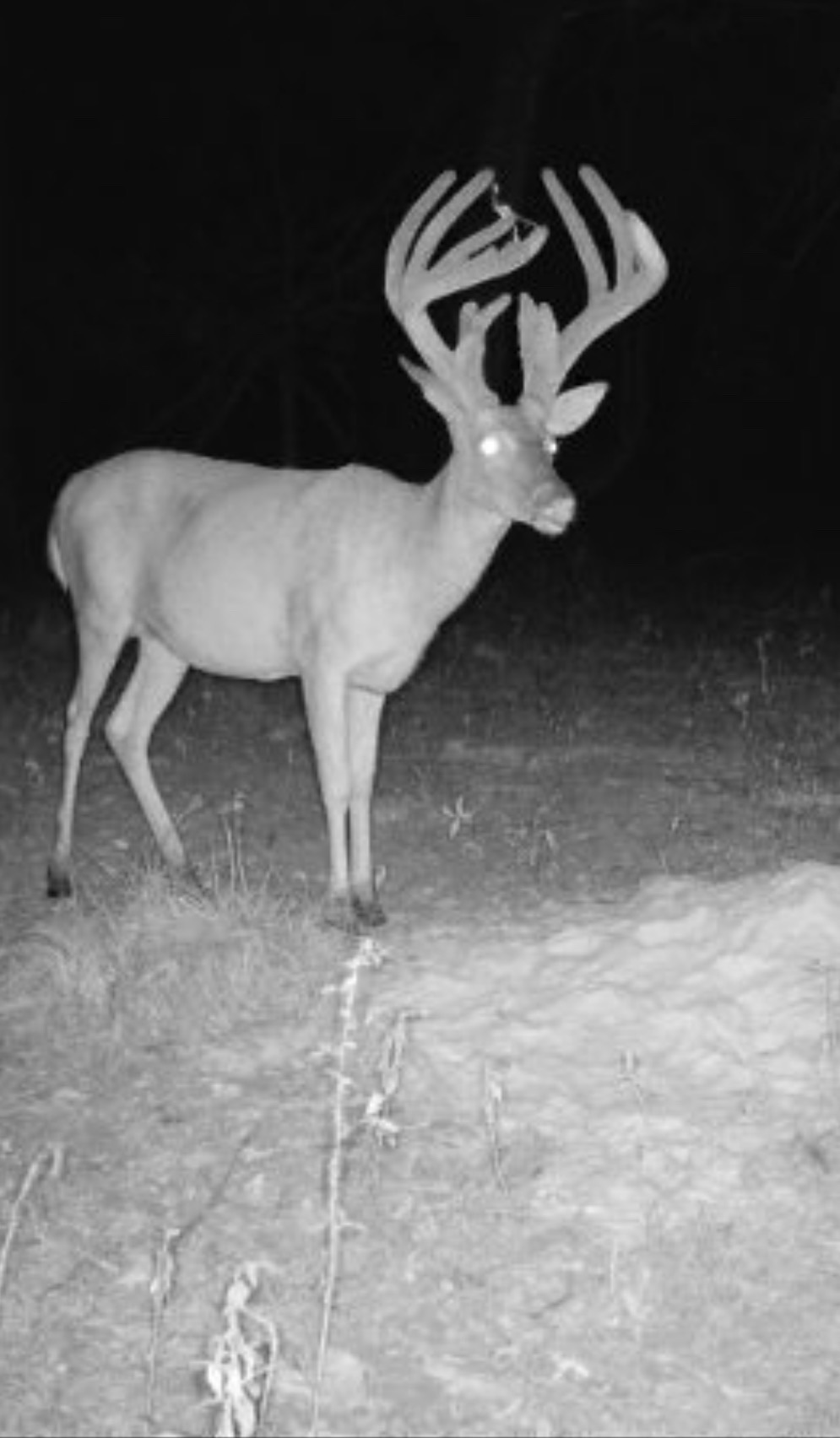 Big Bucks, Big Timber, and Big Income