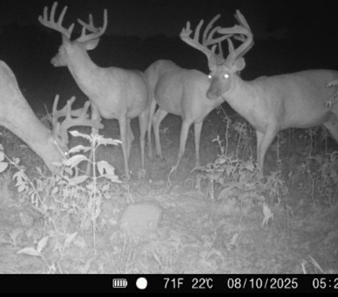 Big Bucks, Big Timber, and Big Income