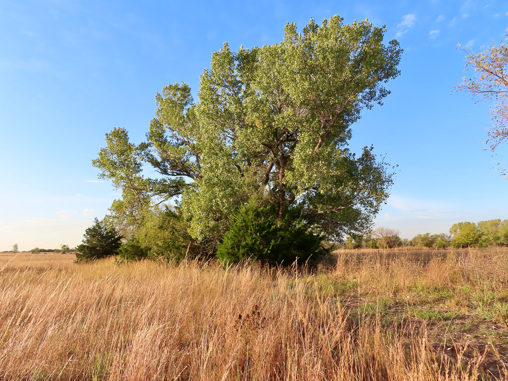 Kingman County Grass Land