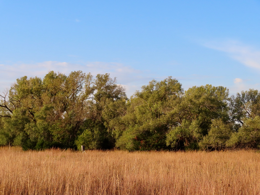 Kingman County Grass Land