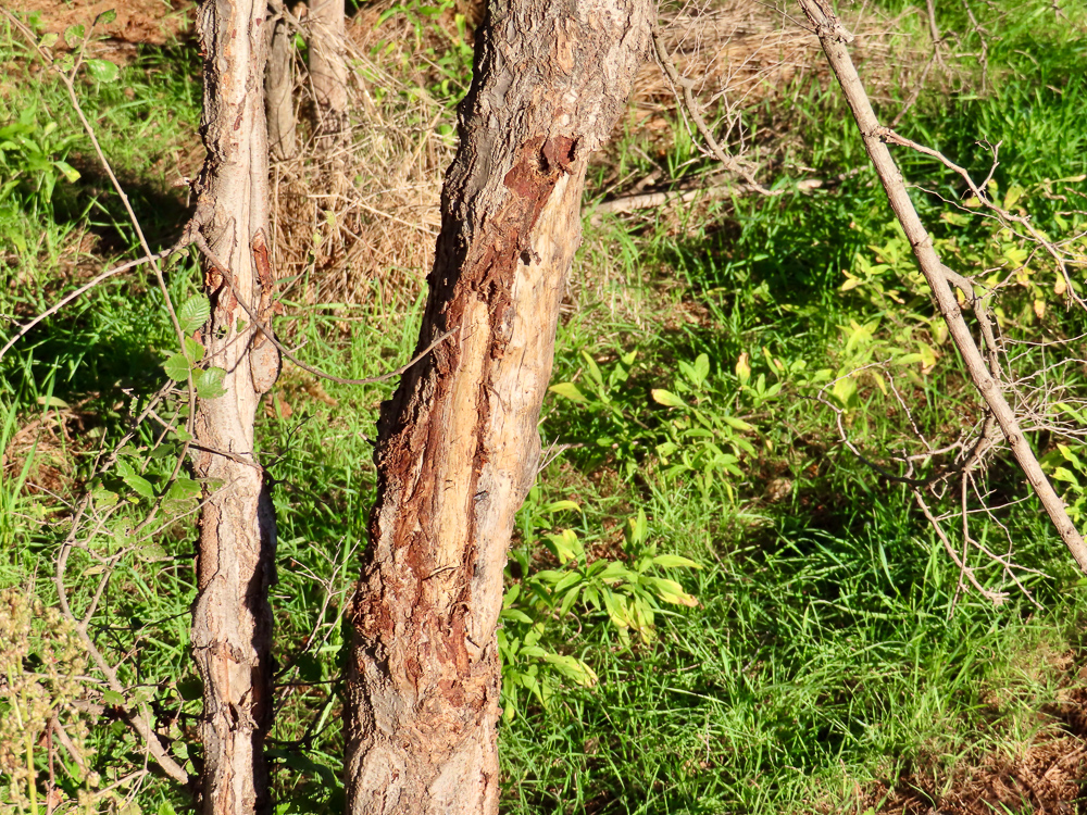 South Central Kansas Combo Farm