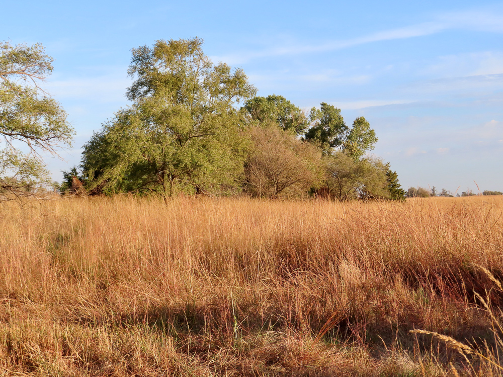 Kingman County Grass Land