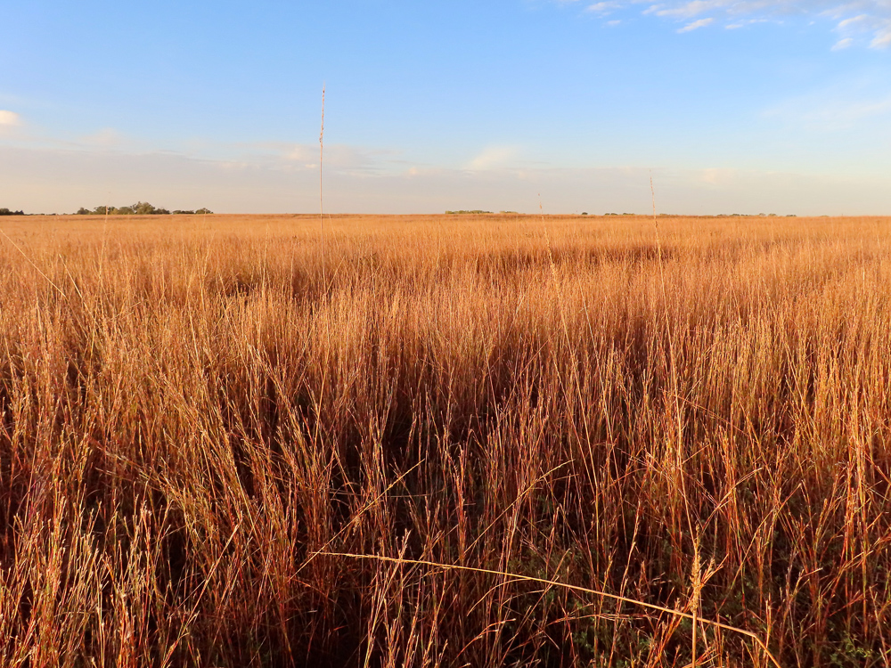 Kingman County Grass Land