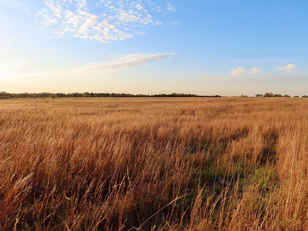 Kingman County Grass Land