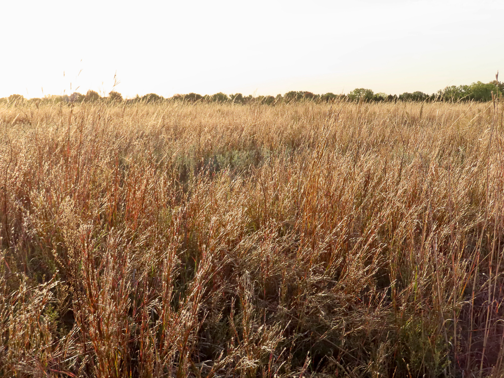 Kingman County Grass Land