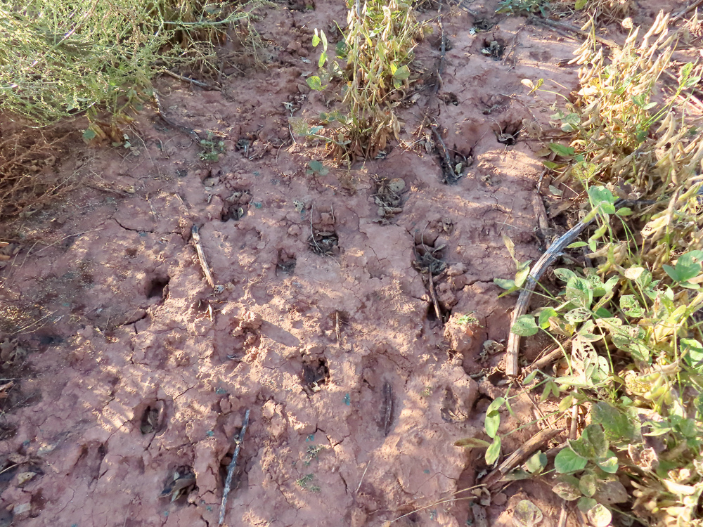 South Central Kansas Combo Farm