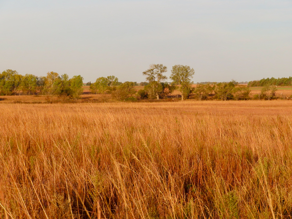 Kingman County Grass Land