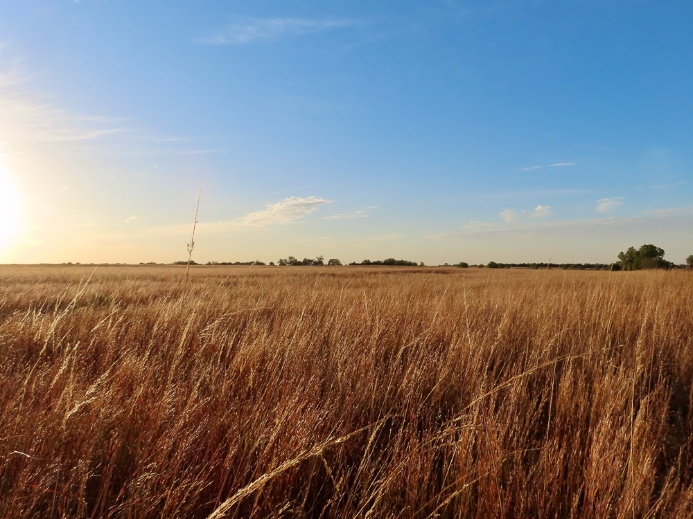Kingman County Grass Land