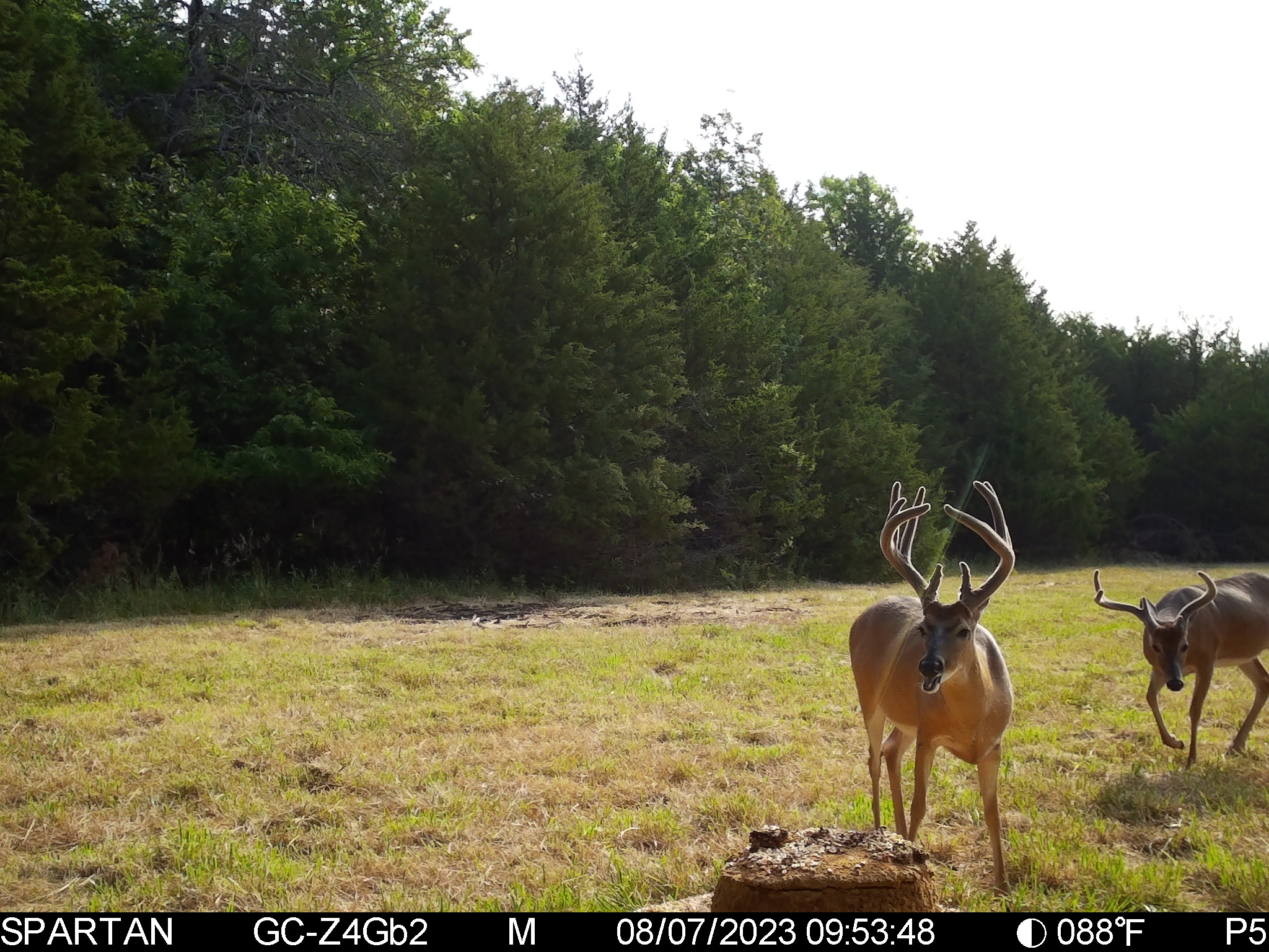 Big Bucks, Big Timber, and Big Income