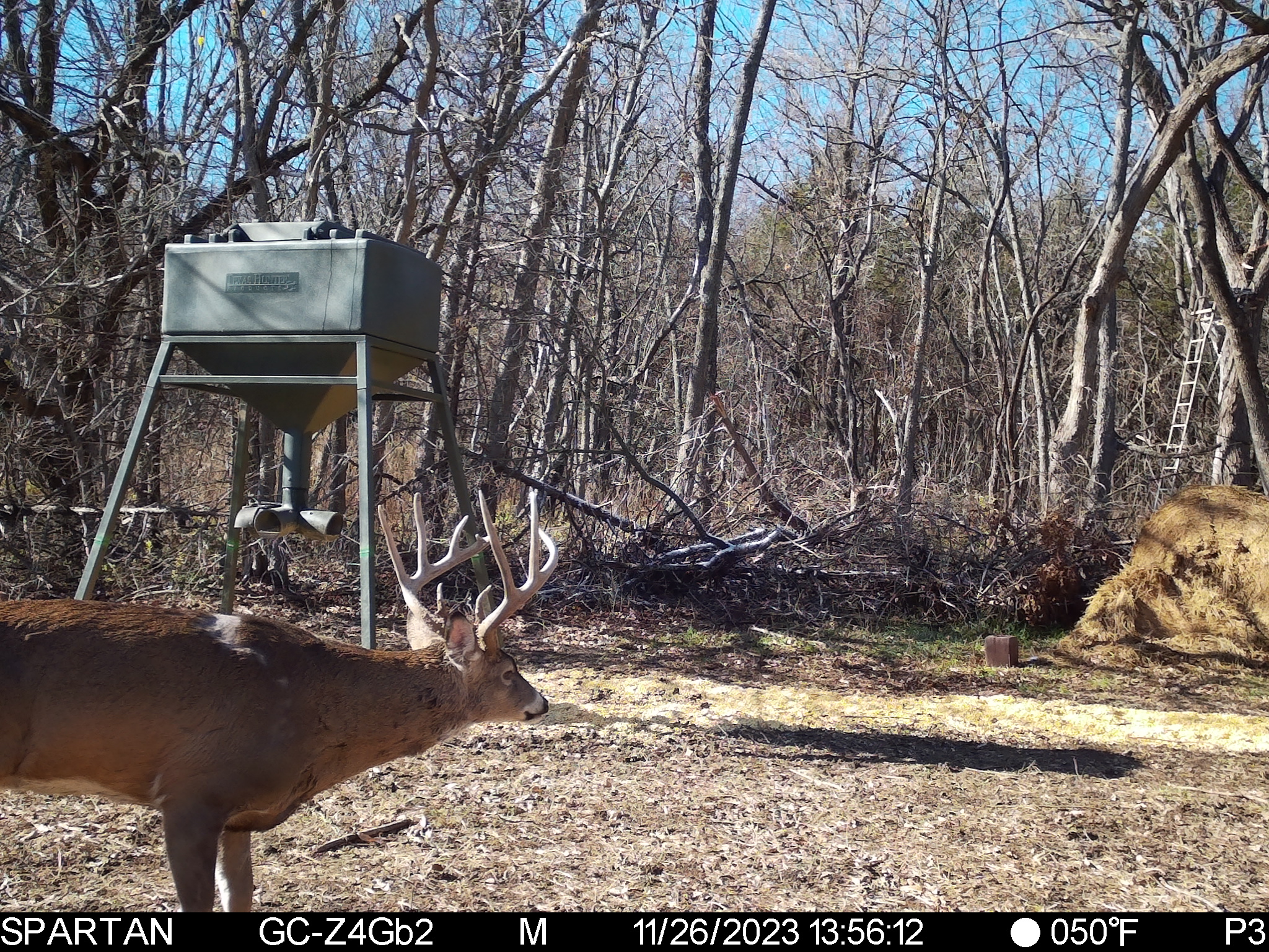 Big Bucks, Big Timber, and Big Income