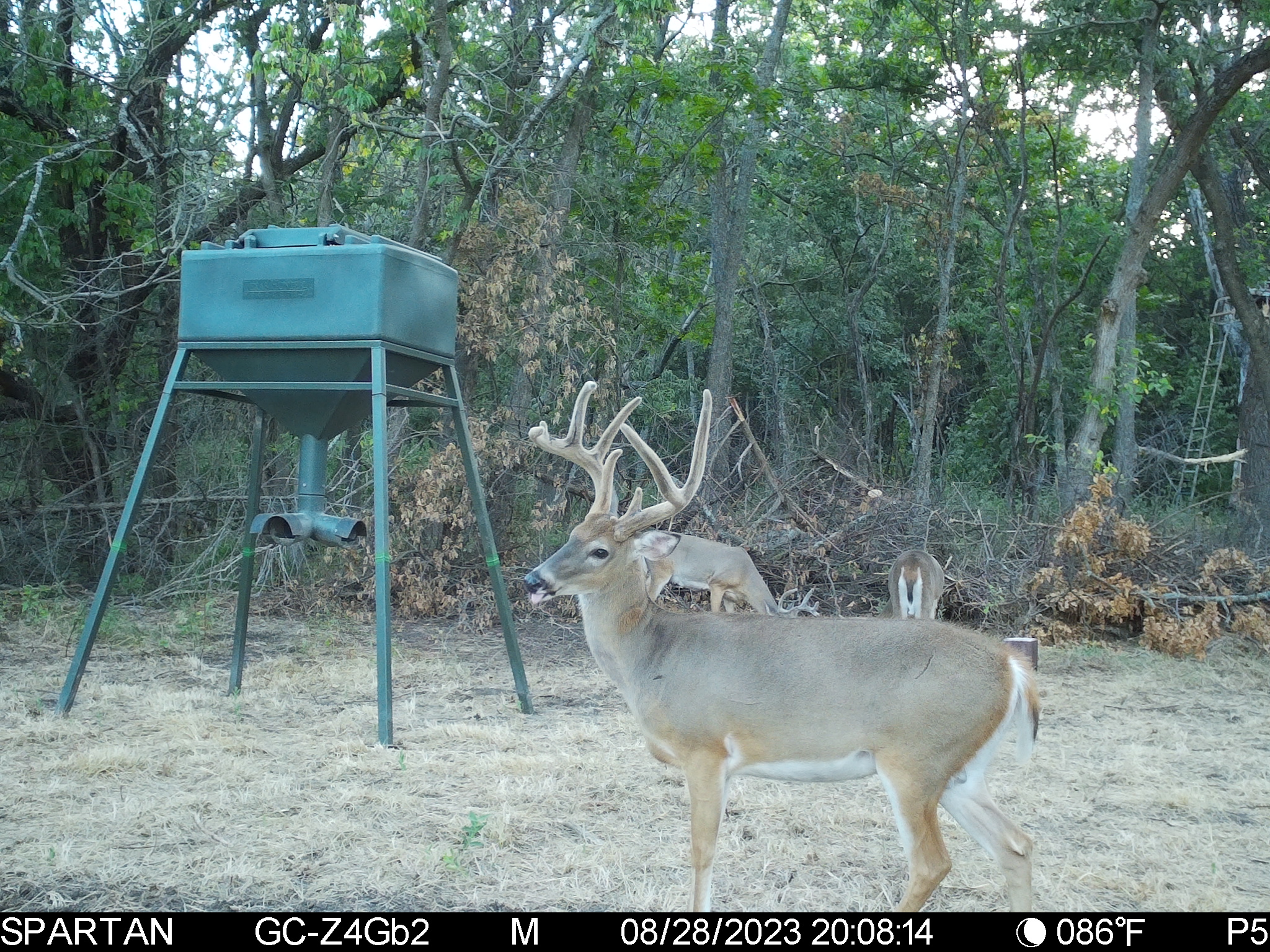 Big Bucks, Big Timber, and Big Income