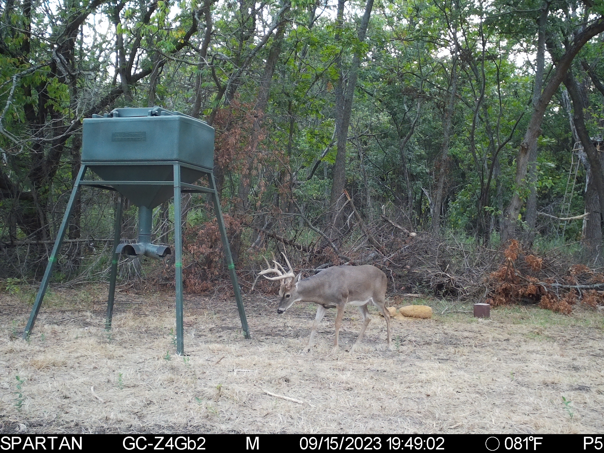 Big Bucks, Big Timber, and Big Income