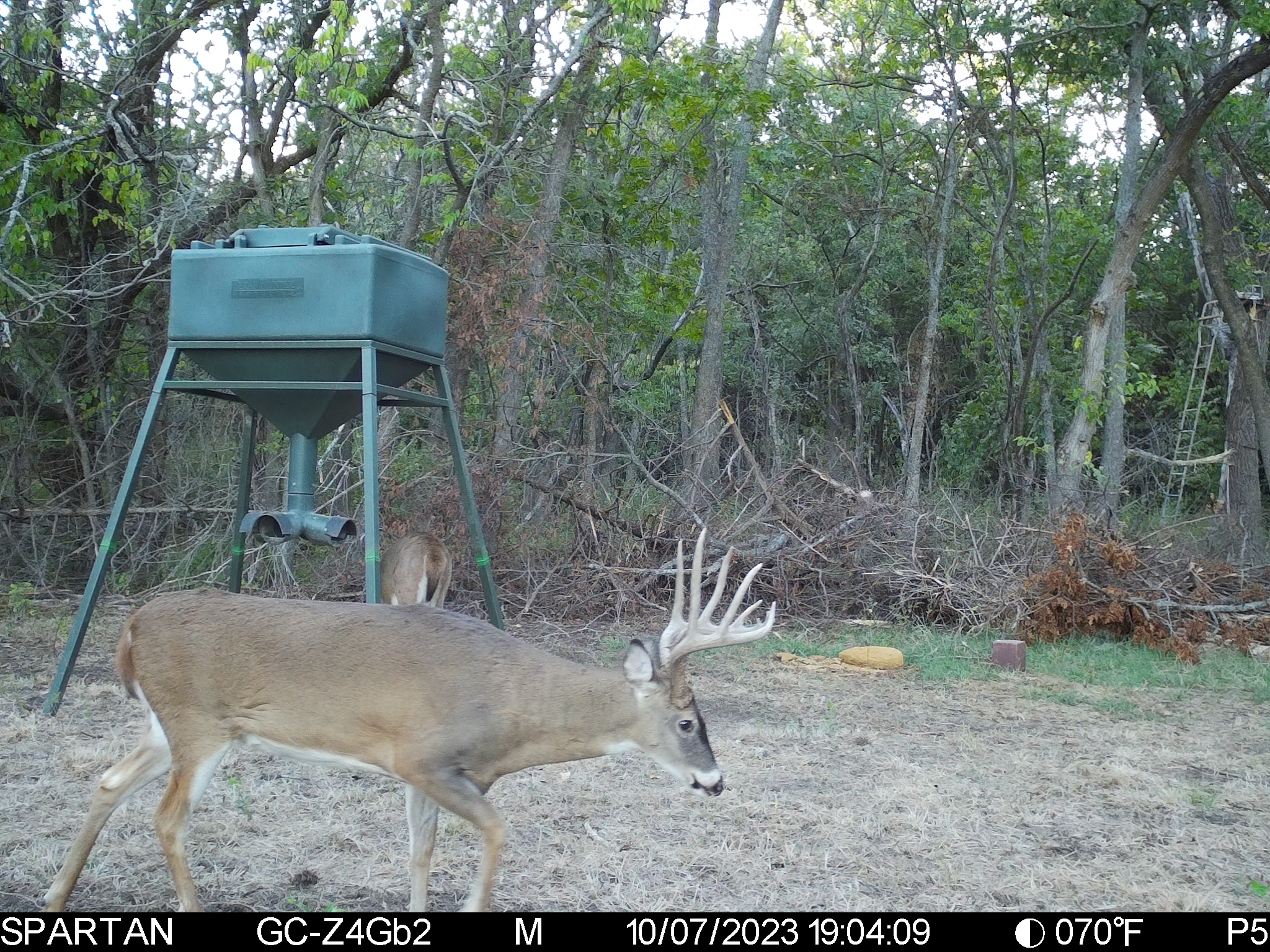 Big Bucks, Big Timber, and Big Income