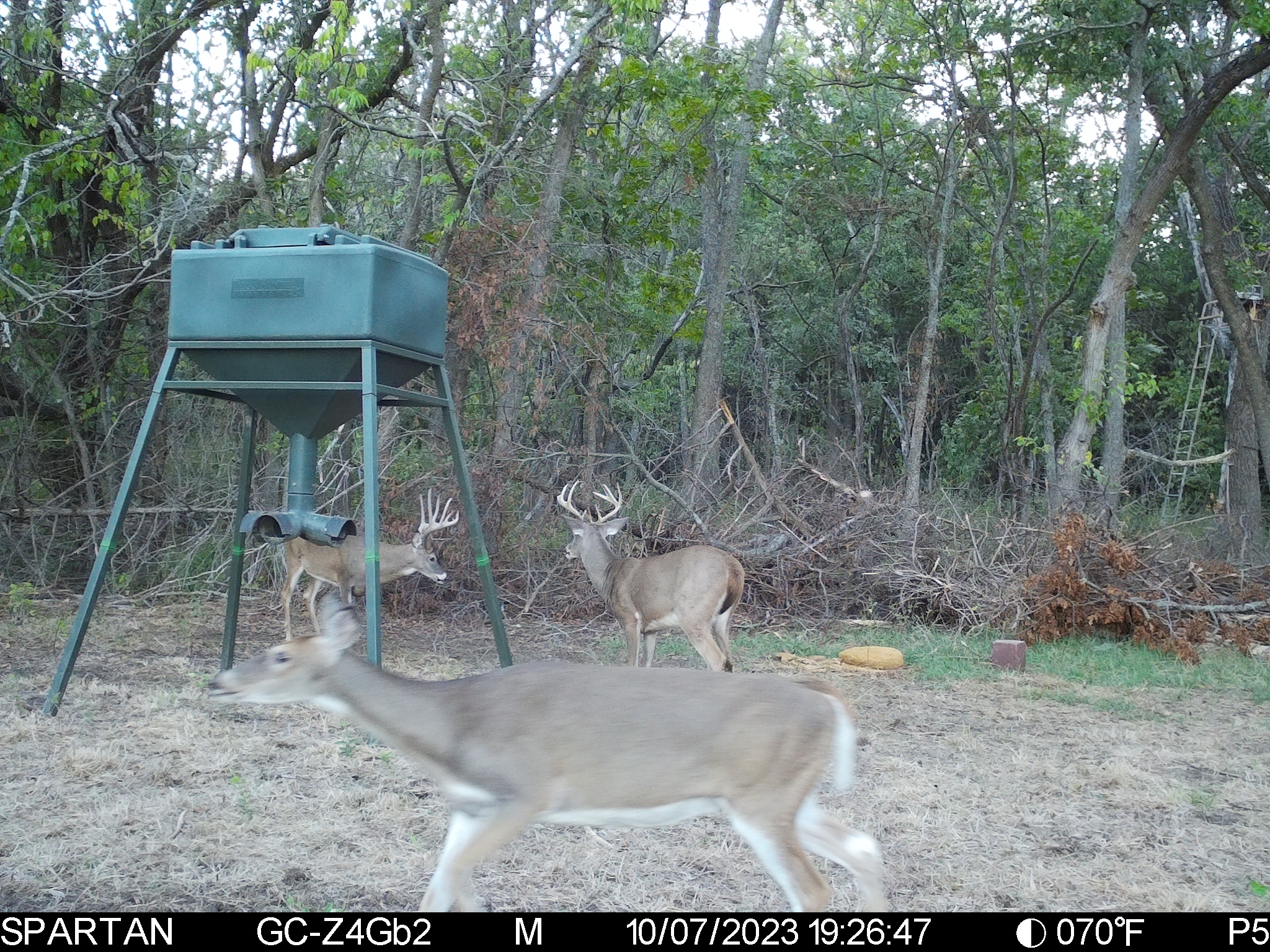 Big Bucks, Big Timber, and Big Income