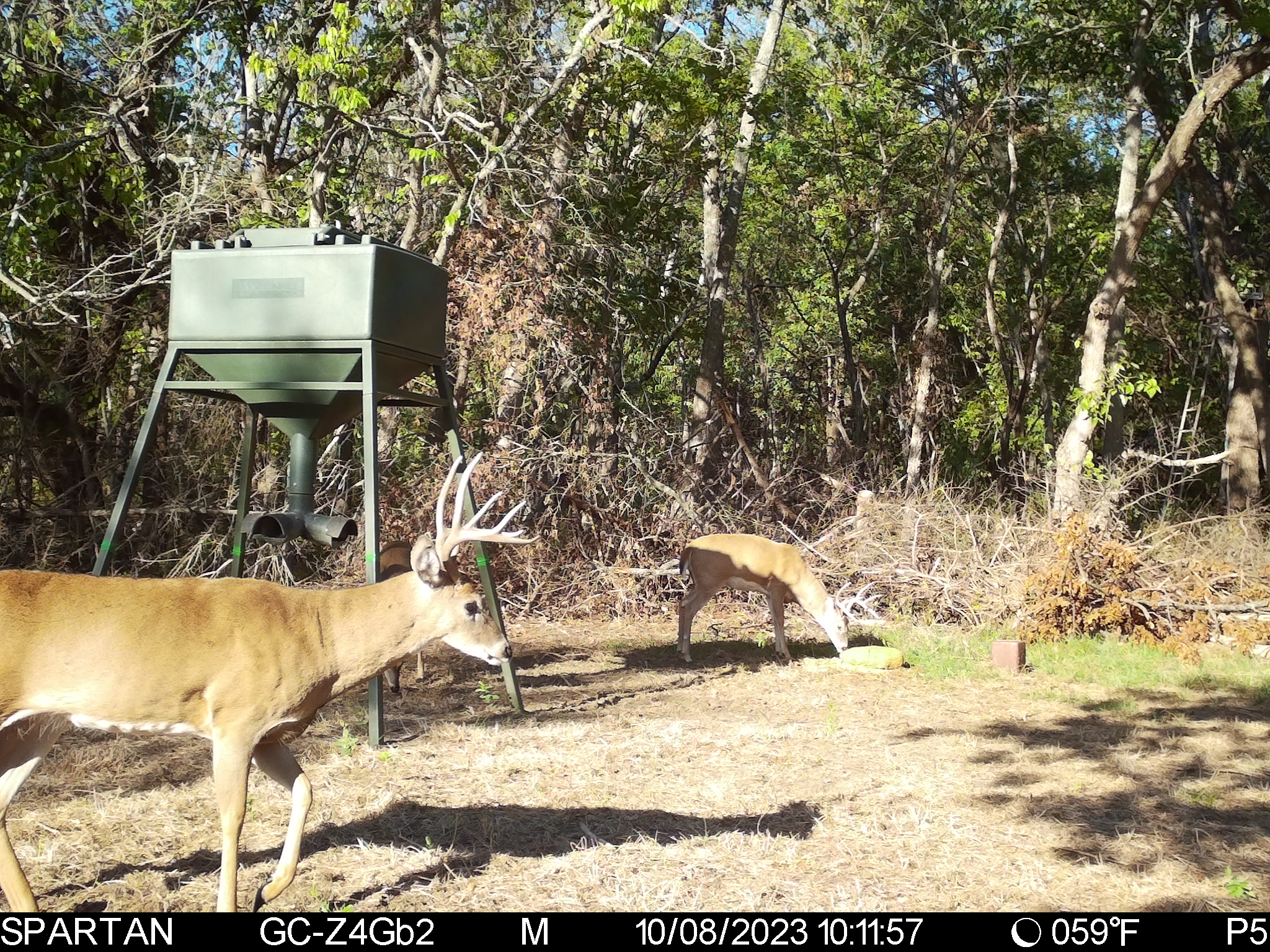Big Bucks, Big Timber, and Big Income
