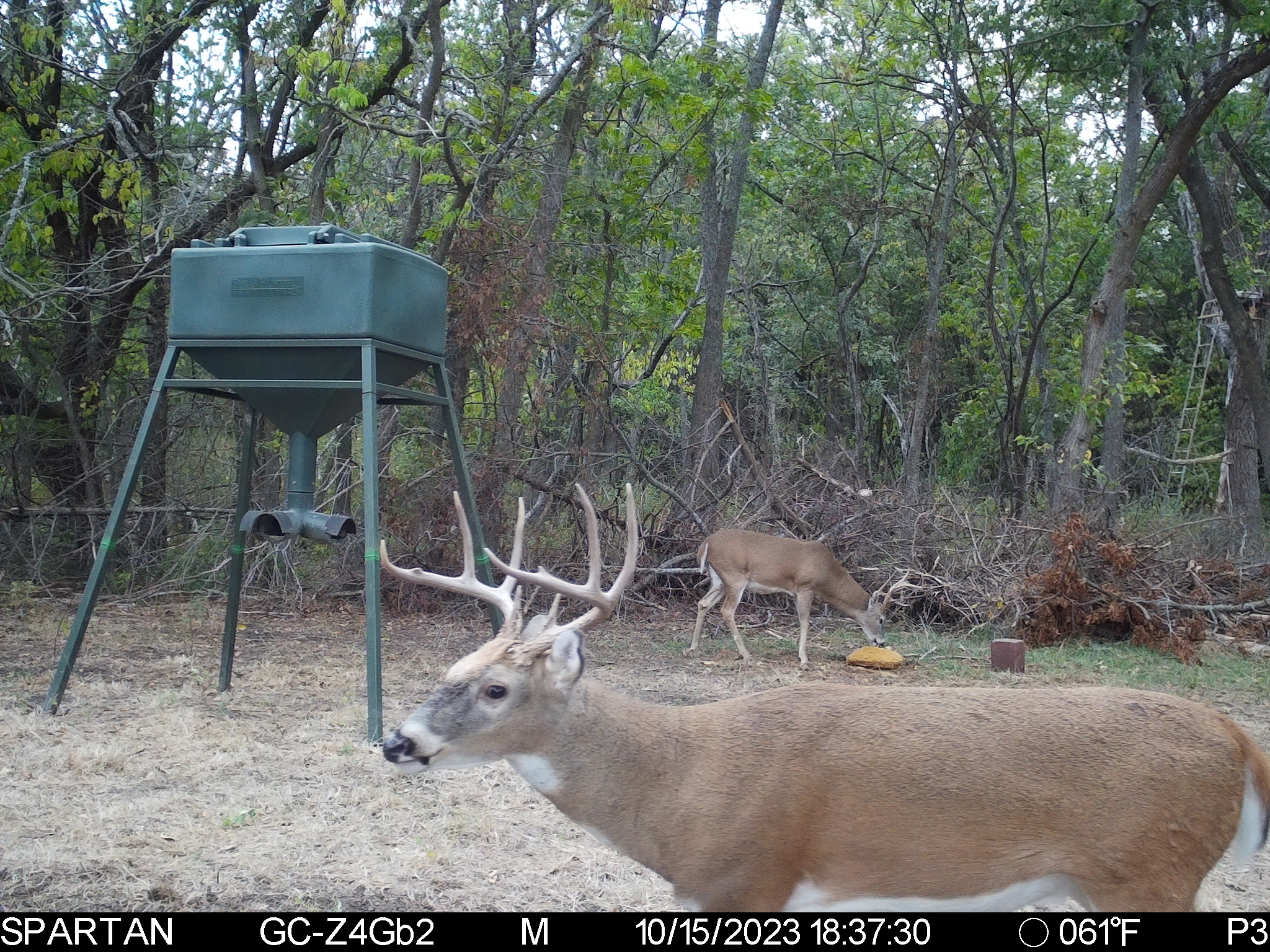 Big Bucks, Big Timber, and Big Income