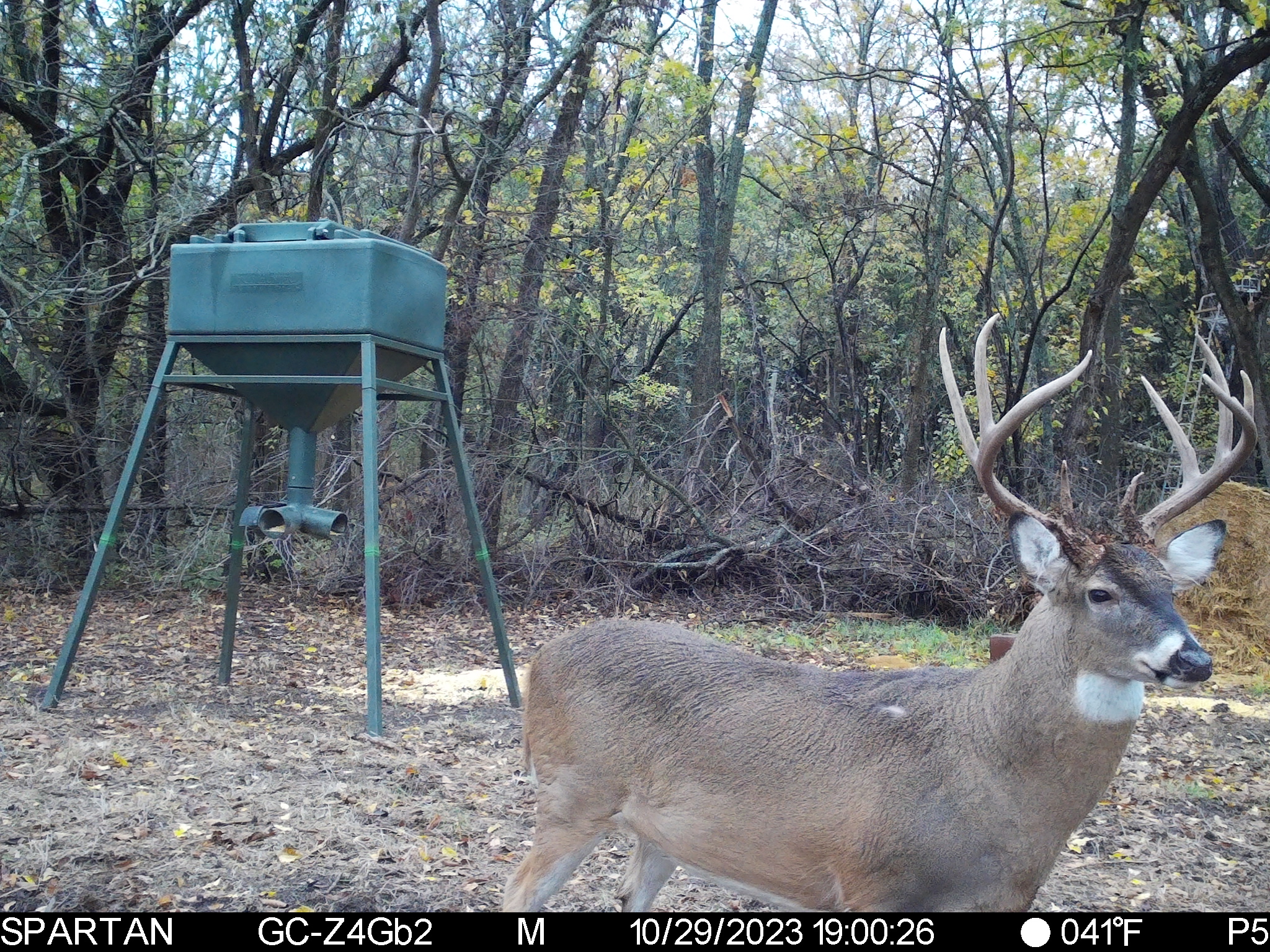 Big Bucks, Big Timber, and Big Income