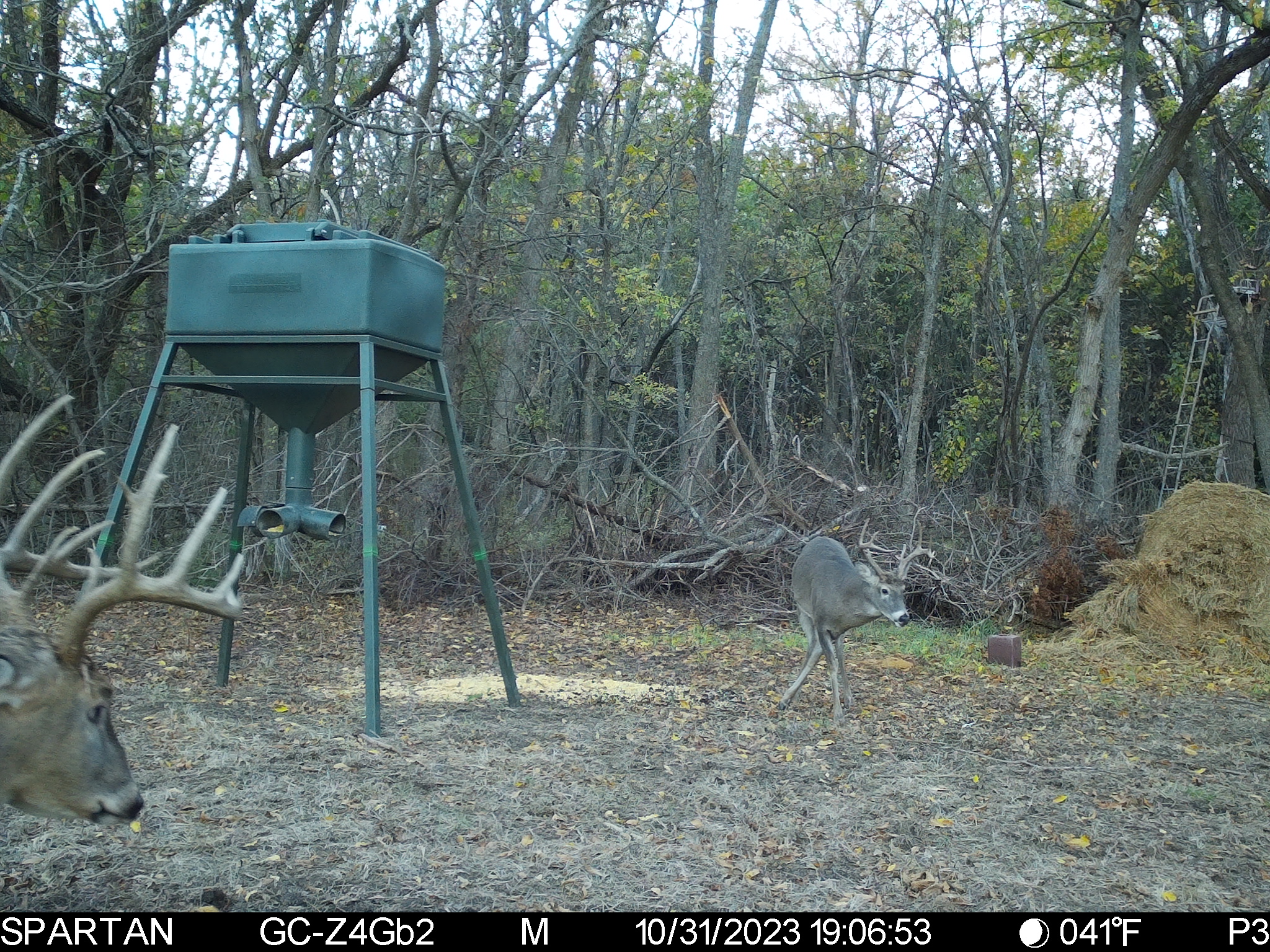 Big Bucks, Big Timber, and Big Income